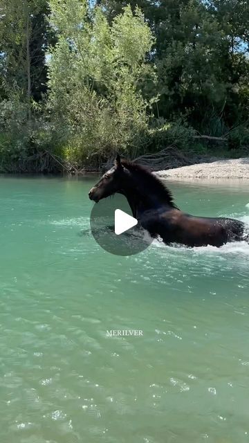 Шоу Лошадей, Миниатюрные Пони, Ослы, 28 Июля, Милые Видео С Животными, Милые Фотографии Животных, Красивые Лошади, Смешные Кости, Гифки С Животными, Животные